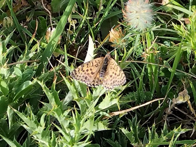 Melitaea didyma